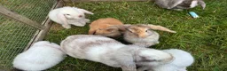Lionhead rabbits for sale: 4 minilop babies & 1 lionlop girl  - Advert 8