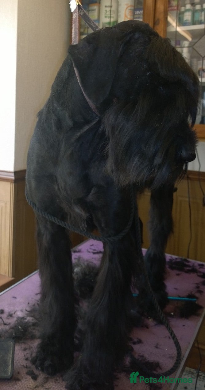 Giant Schnauzer dogs Health Tested Black Giant Schnauzer Pups  - Advert 2