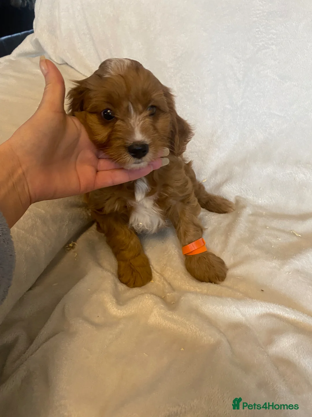 Cavapoo dogs for sale: Beautiful Red Cavapoo Pups in Sunderland - Advert 7