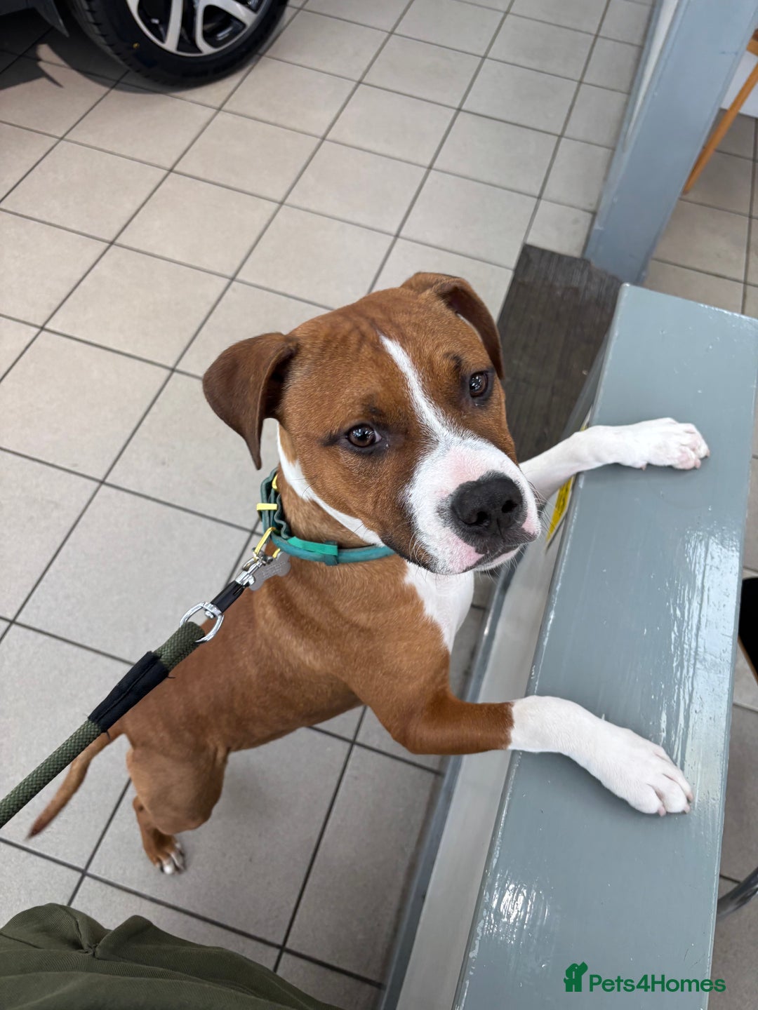 Mixed Breed dogs for sale: Beautiful dog for sale  - Advert 4