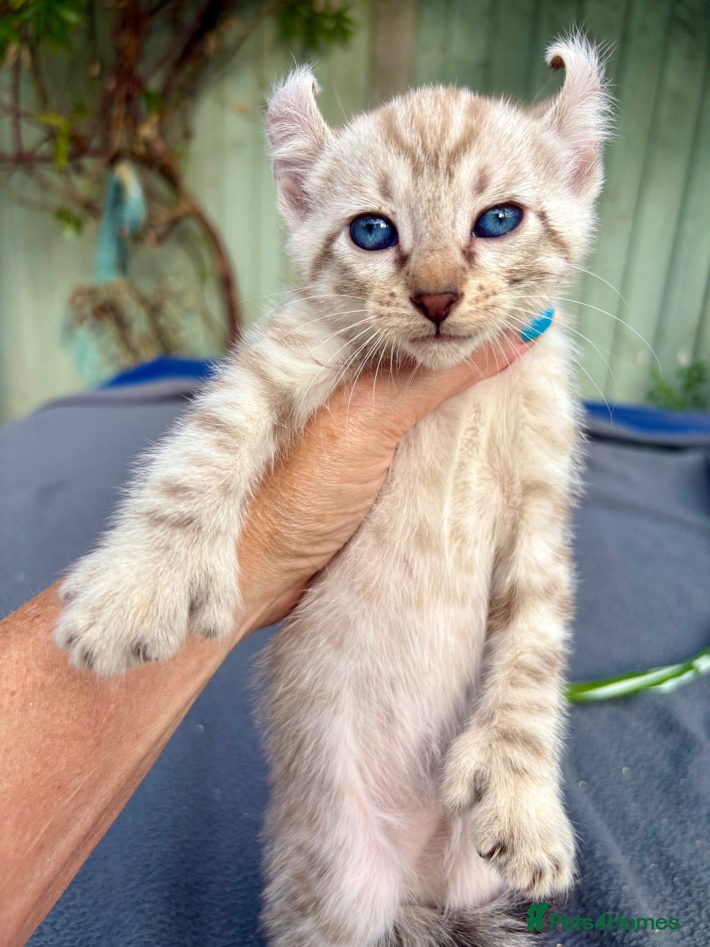 Keetso cats Polydactyl curled eared snow leopard boy  - Advert 1