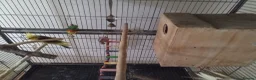 Cockatiels birds for sale: Bonded pair of cockatiels in Darwen - Advert 6