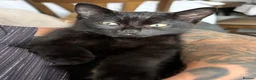 Domestic Shorthair cats for sale: Beautiful Male Kitten - Advert 4