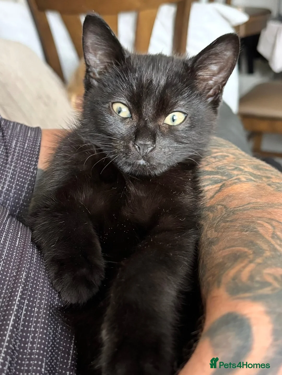 Domestic Shorthair cats for sale: Beautiful Male Kitten - Advert 4