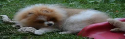 Pomeranian dogs for sale: PACO - Beautiful Pomeranian Boy - Advert 37