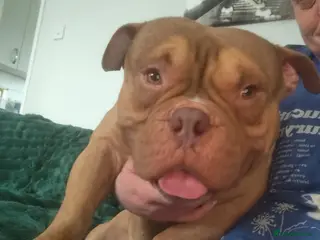 American Bully dogs Fudge the pocket bully - Advert 6