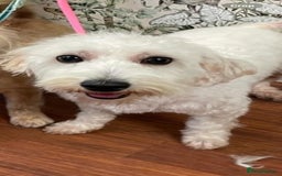 Mixed Breed dogs for sale: Gorgeous puppies  - Image 2