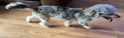 Miniature Poodle dogs for stud: PROVEN BLUE MERLE PHANTOM MINI POODLE DNA TESTED - Advert 4