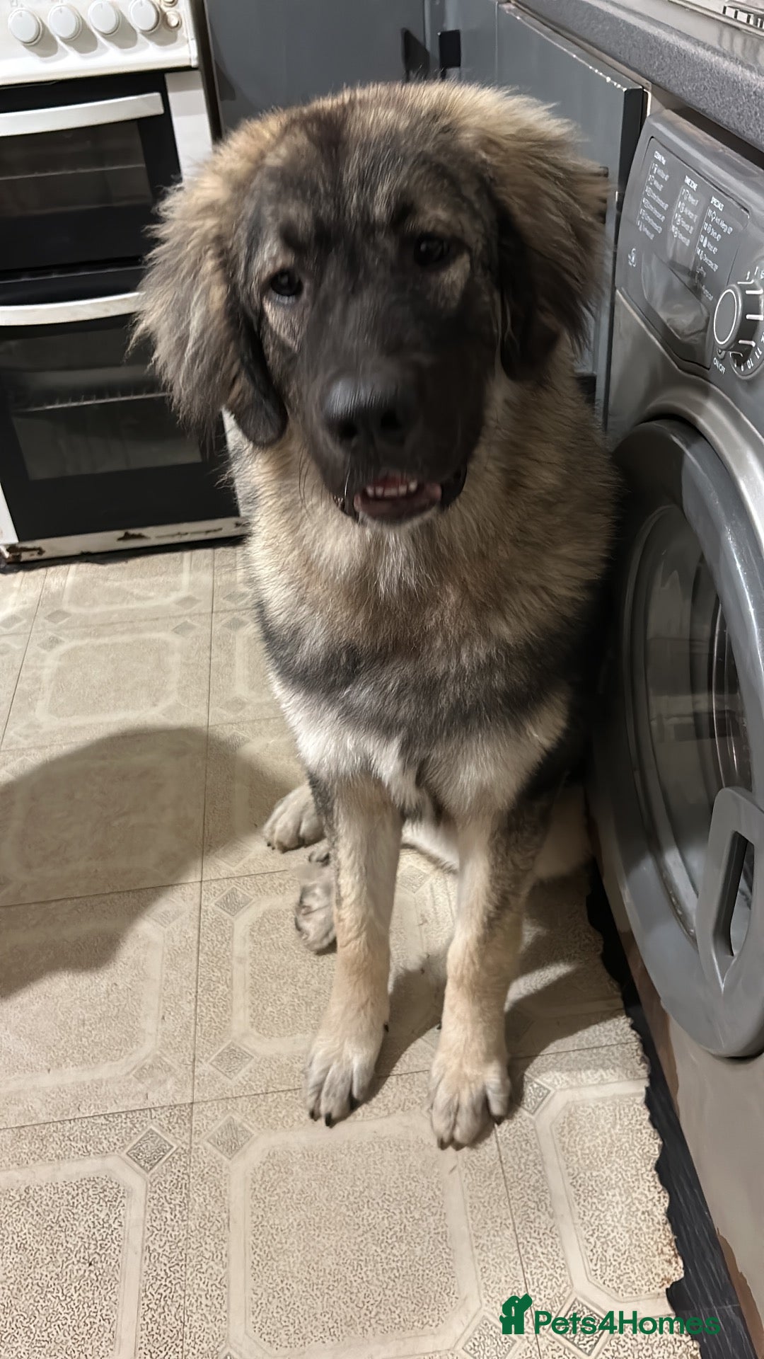 Caucasian Shepherd Dog dogs Gorgeous Caucasian Shepherd  - Advert 1