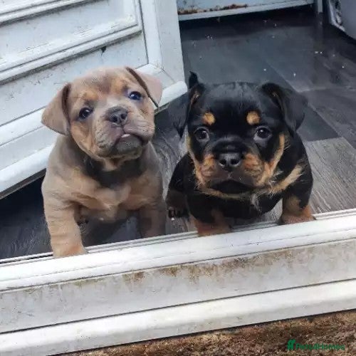 micro bully for sale