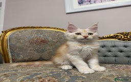 Maine Coon cats for sale: Maine Coon Kittens with Elite Heritage 🌟🌟🌟🌟🌟 - Image 8
