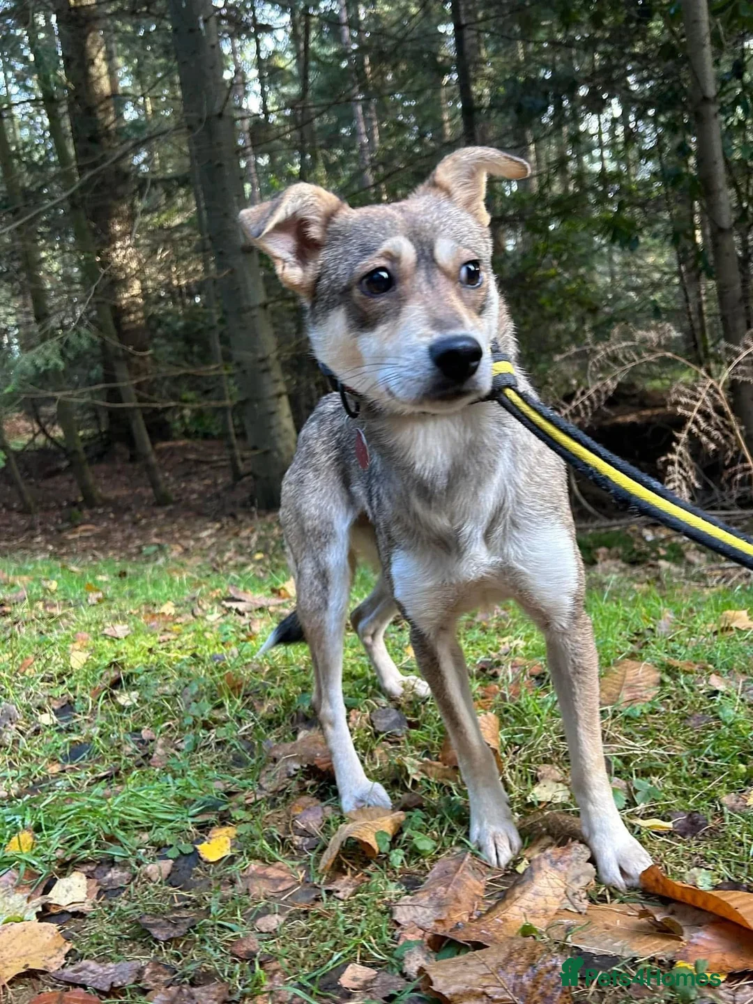 Mixed Breed dogs for adoption: Fizz - Norwich Norfolk  in Norwich - Advert 6