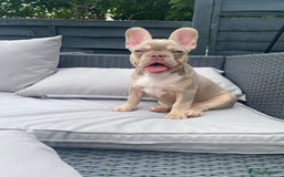 French Bulldog dogs for stud: Now FBCE GOLD! x OFFER- Fertility package inc in Matlock - Image 19