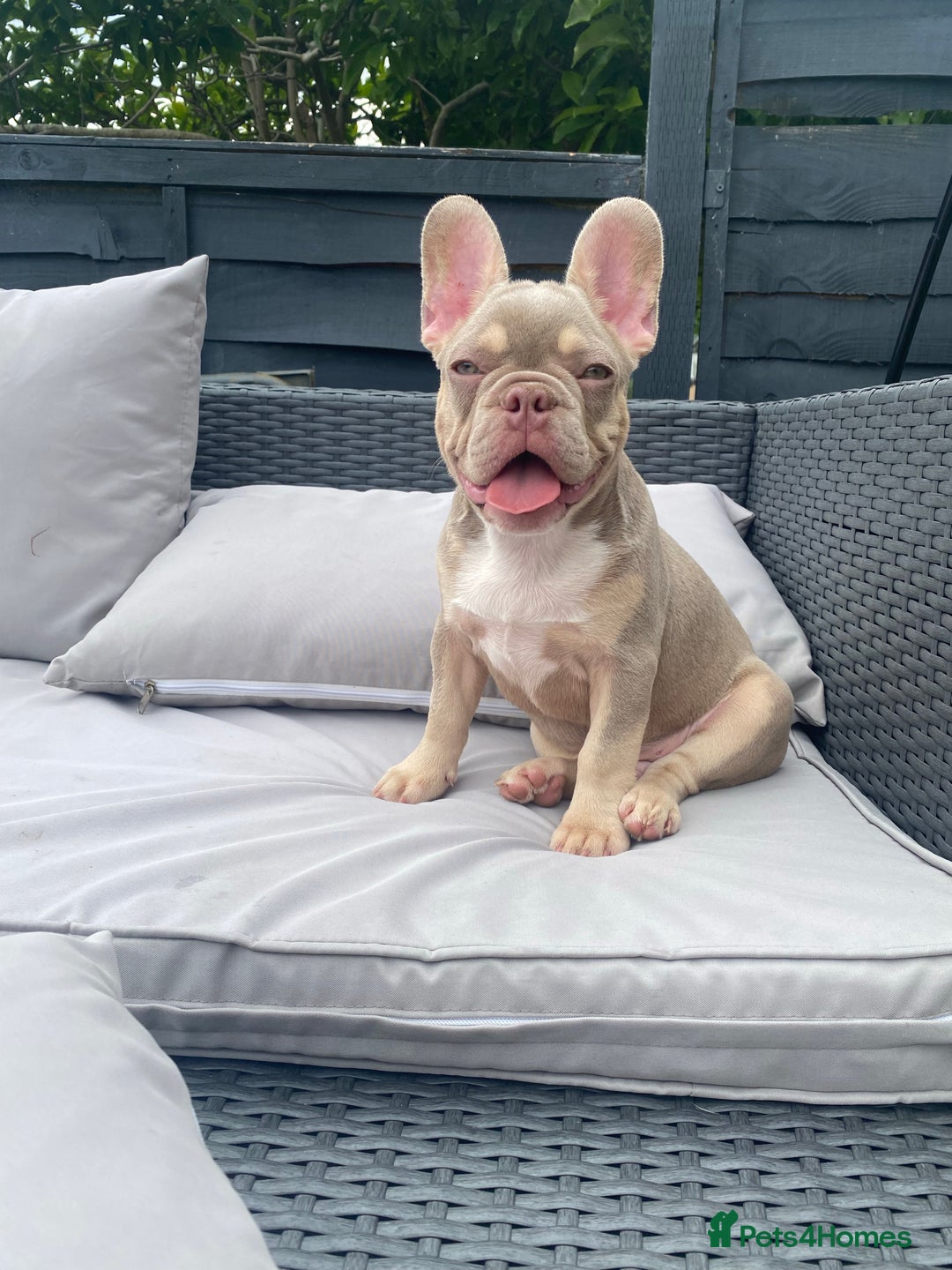 French Bulldog dogs for stud: Now FBCE GOLD! x OFFER- Fertility package inc in Matlock - Image 19