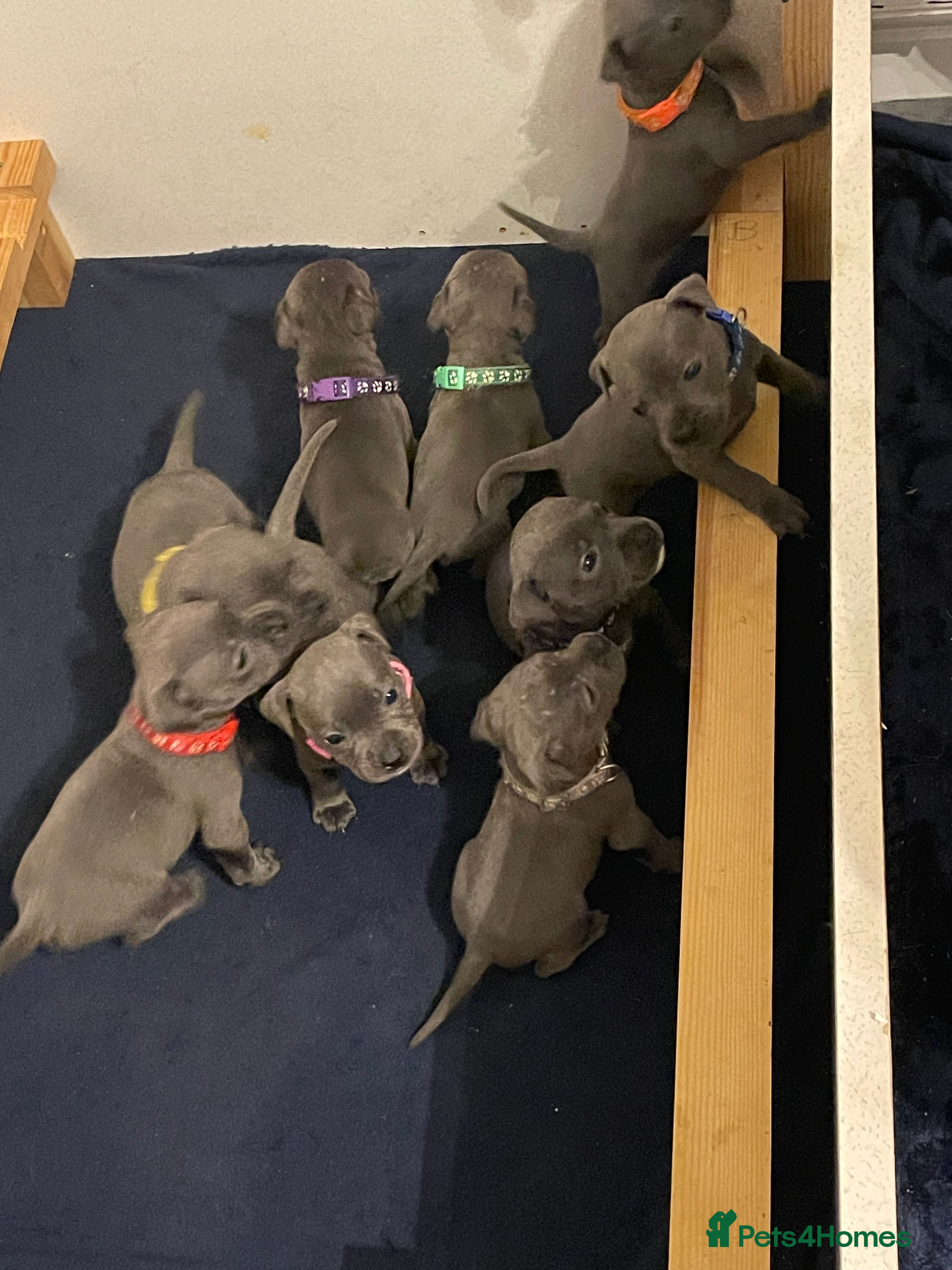 Staffordshire Bull Terrier dogs Blue pups  - Advert 8