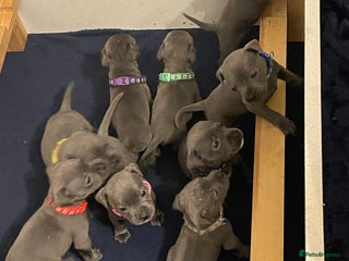 Staffordshire Bull Terrier dogs Blue pups - Advert 12