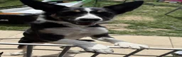 Border Collie dogs for sale: Beautiful Female Border Collie 8 Months Old "Tori" in Much Wenlock - Advert 3