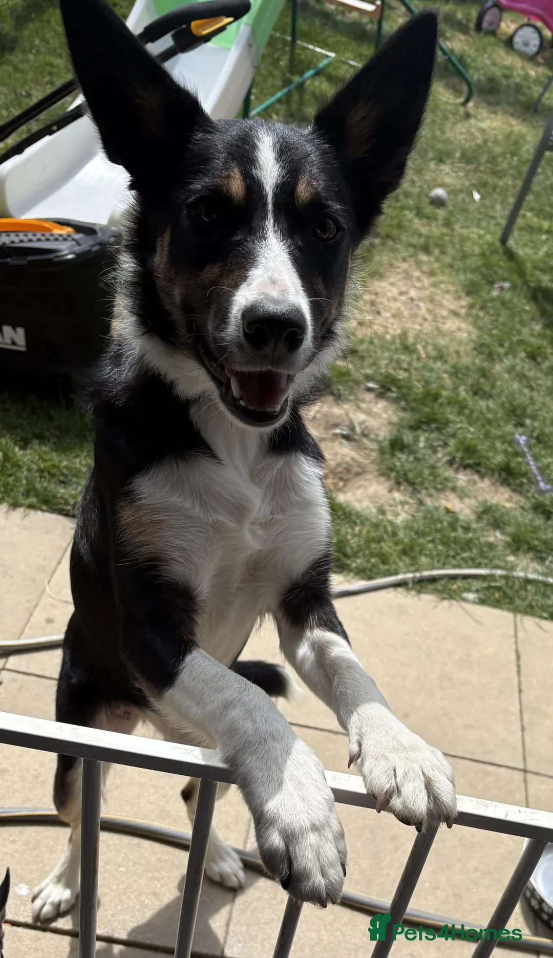 Border Collie dogs for sale: Beautiful Female Border Collie 8 Months Old "Tori" in Much Wenlock - Advert 3