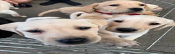Labrador Retriever dogs for sale: Beautiful KC Registered Labrador Puppies  - Advert 5