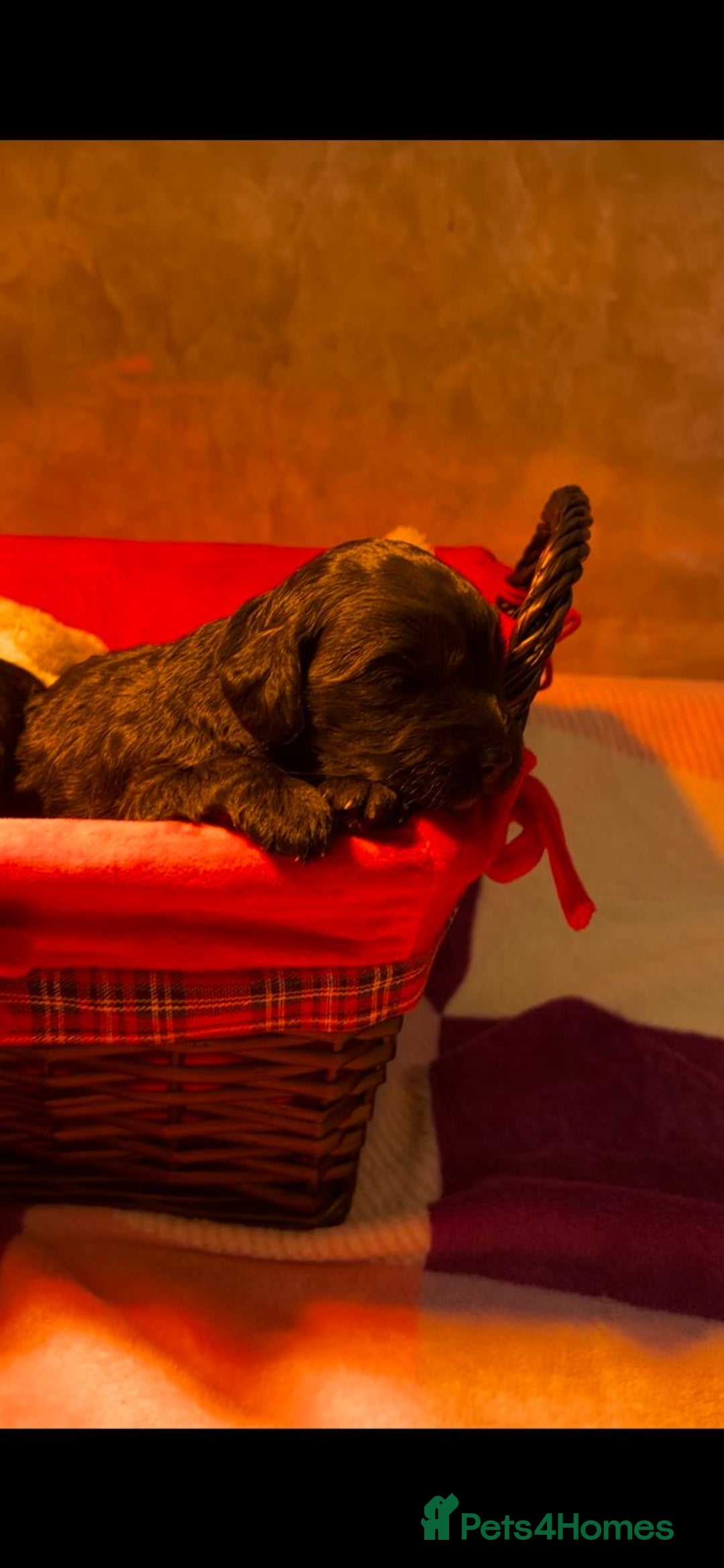 Cockapoo dogs for sale: Adorable f1 cockapoos - Advert 3