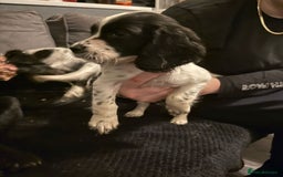 Cocker Spaniel dogs for sale: REDUCED & READY NOW 2 girl COCKERS - Advert 16
