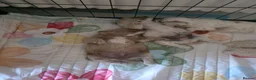 Mixed Breed dogs for sale: 4 beautiful pups for sale in Chorley - Advert 6