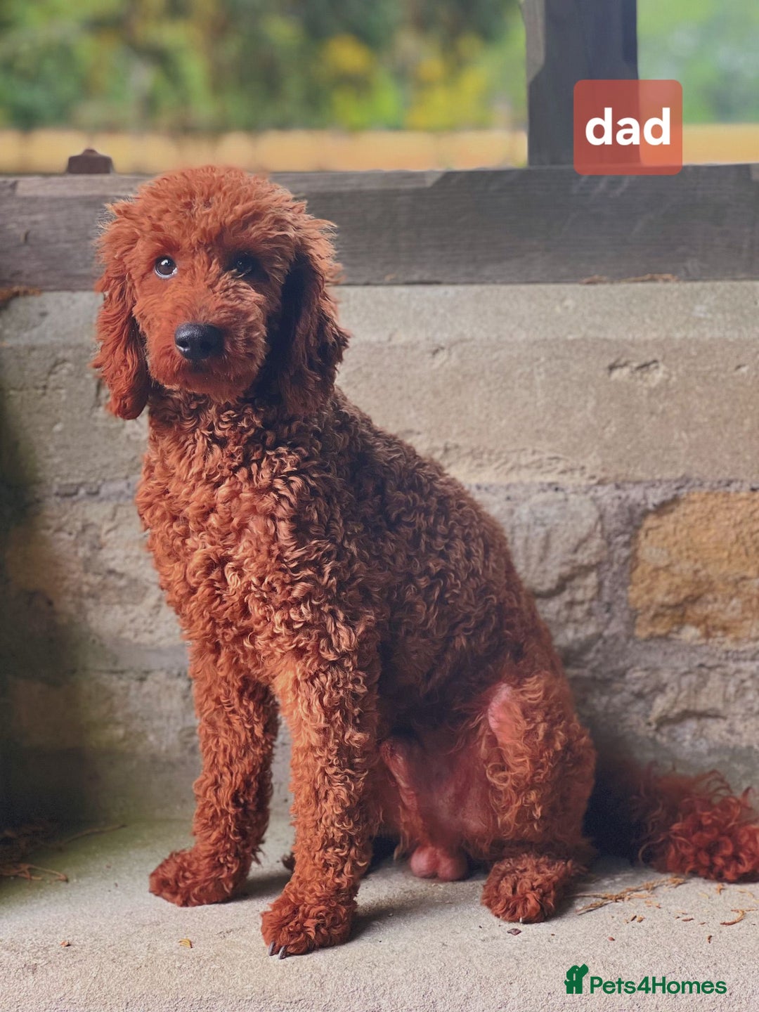 Cavapoo dogs for sale: Cavapoo puppies extensive health tested - Advert 15