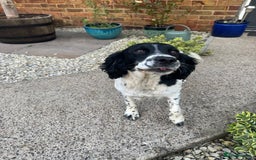 Sprocker dogs for sale: Sprocker pups ready 19th August  - Image 11