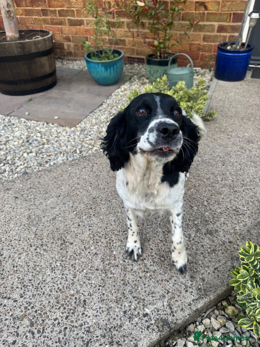 Sprocker dogs for sale: Sprocker pups ready 19th August  - Image 11