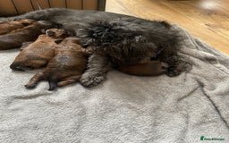 Mixed Breed dogs for sale: Shihpoo  - Image 11
