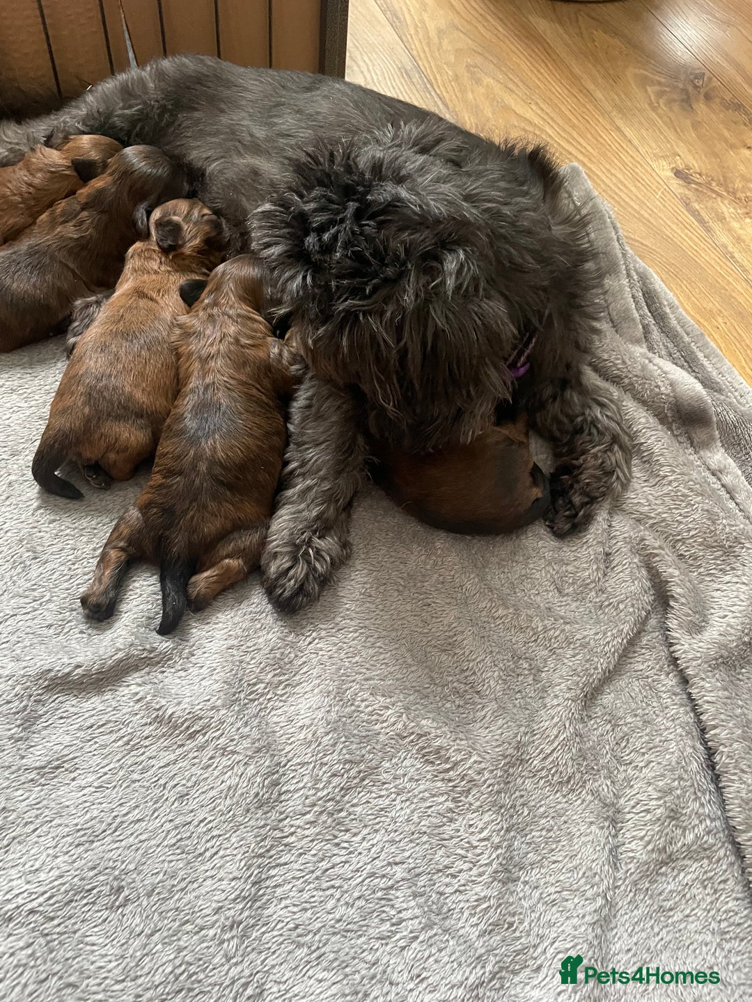 Mixed Breed dogs for sale: Shihpoo  - Image 11