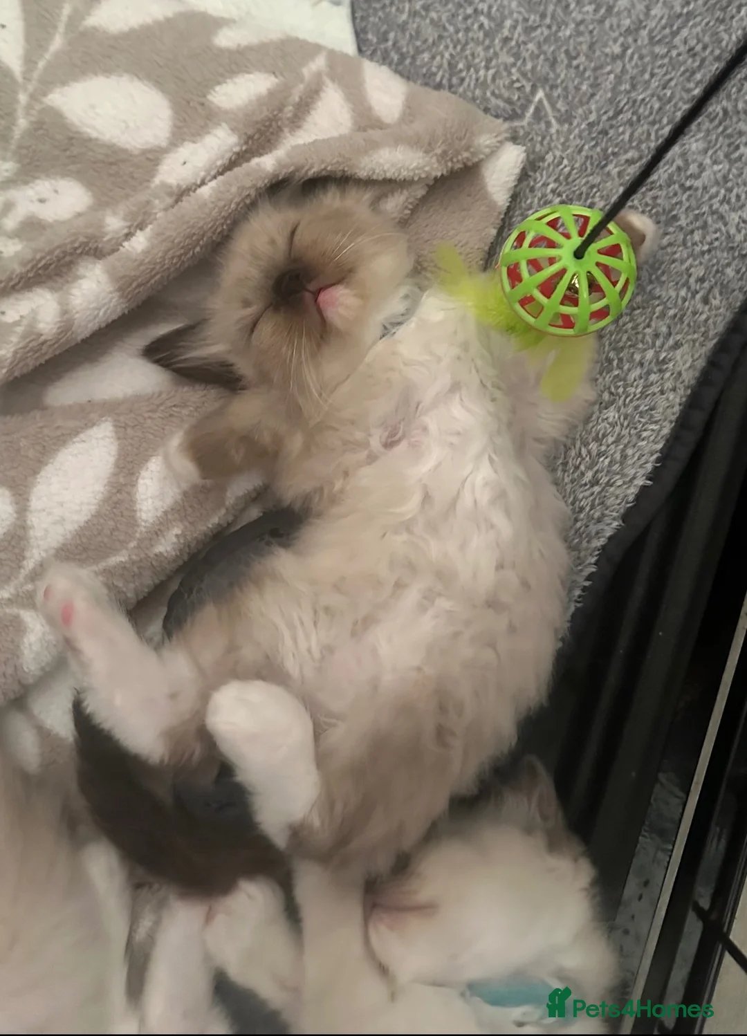 Ragdoll cats for sale: Stunning Purebred Ragdoll Kittens - Advert 2
