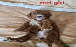 Cavapoo dogs for sale: Beautiful F1 cavapoo puppies - Image 13