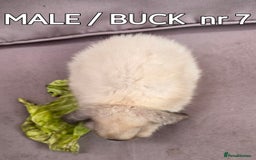 Mini Lop rabbits for sale: CUTE MINI-LOPS - Image 22