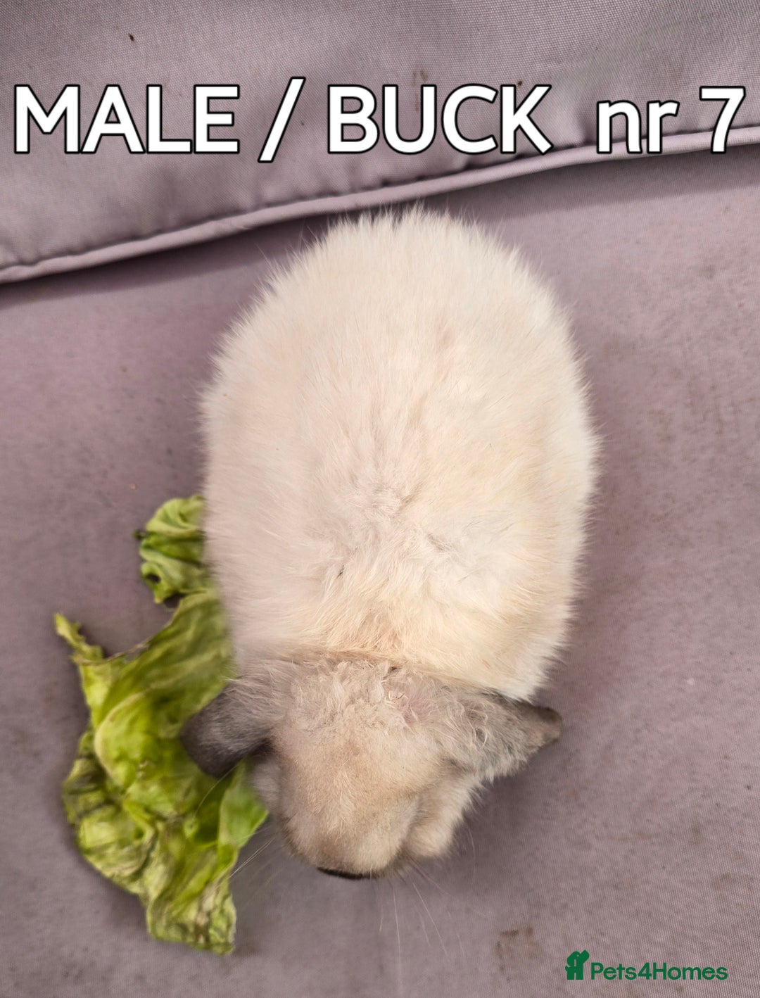 Mini Lop rabbits for sale: CUTE MINI-LOPS - Image 22