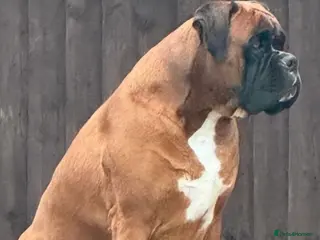 Boxer dogs Kc Health Tested Bobtail - Advert 4