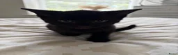 Mixed Breed cats for sale: Beautiful Kittens - Advert 7