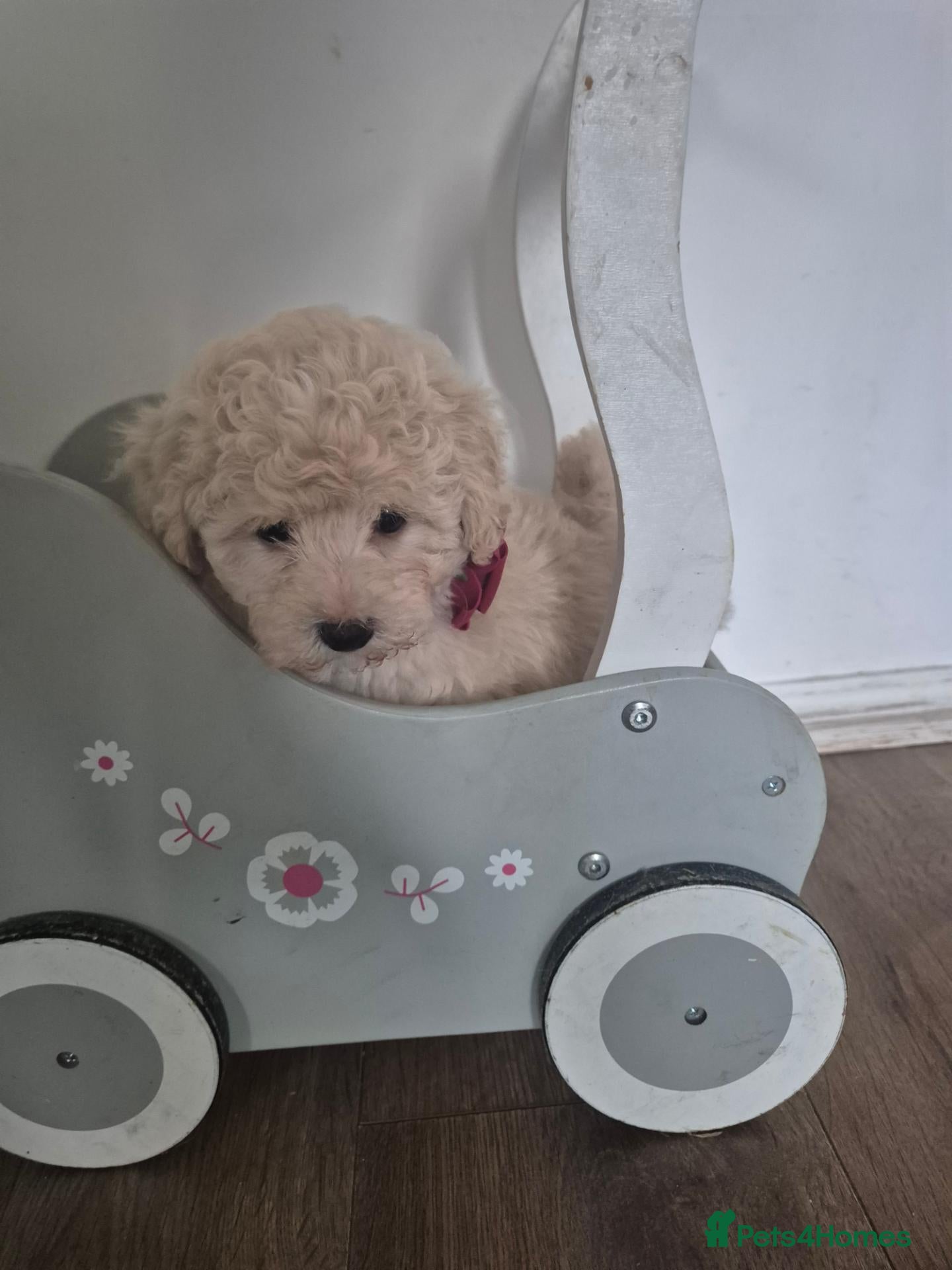 Maltipoo dogs Stunning Toy Maltipoo pups DNA Health tested CLEAR - Advert 2