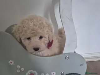 Maltipoo dogs Stunning Toy Maltipoo pups DNA Health tested CLEAR - Advert 2