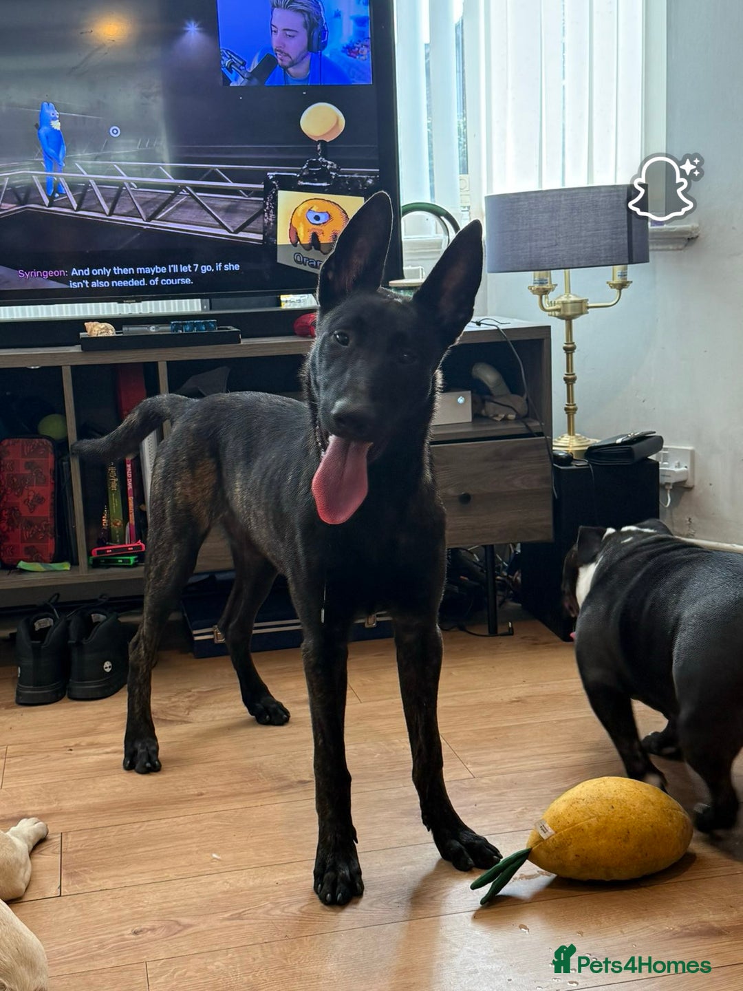 Belgian Shepherd Dog dogs for sale: 9 month old Belgium malious x Dutch herder - Image 4