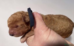 Cavapoo dogs for sale: 5⭐️Licensed+DNA tested+Vet Checked - Image 9