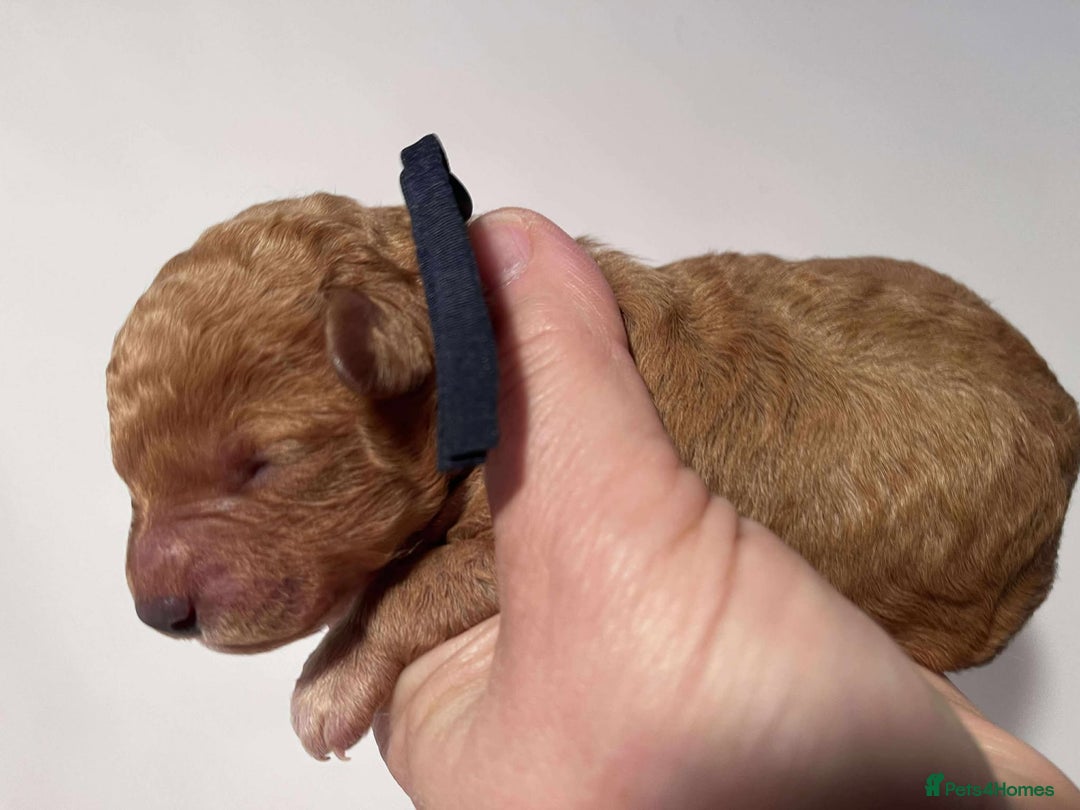 Cavapoo dogs for sale: 5⭐️Licensed+DNA tested+Vet Checked - Image 9