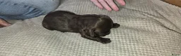 Sprocker dogs for sale: Sprocker puppies  - Advert 14