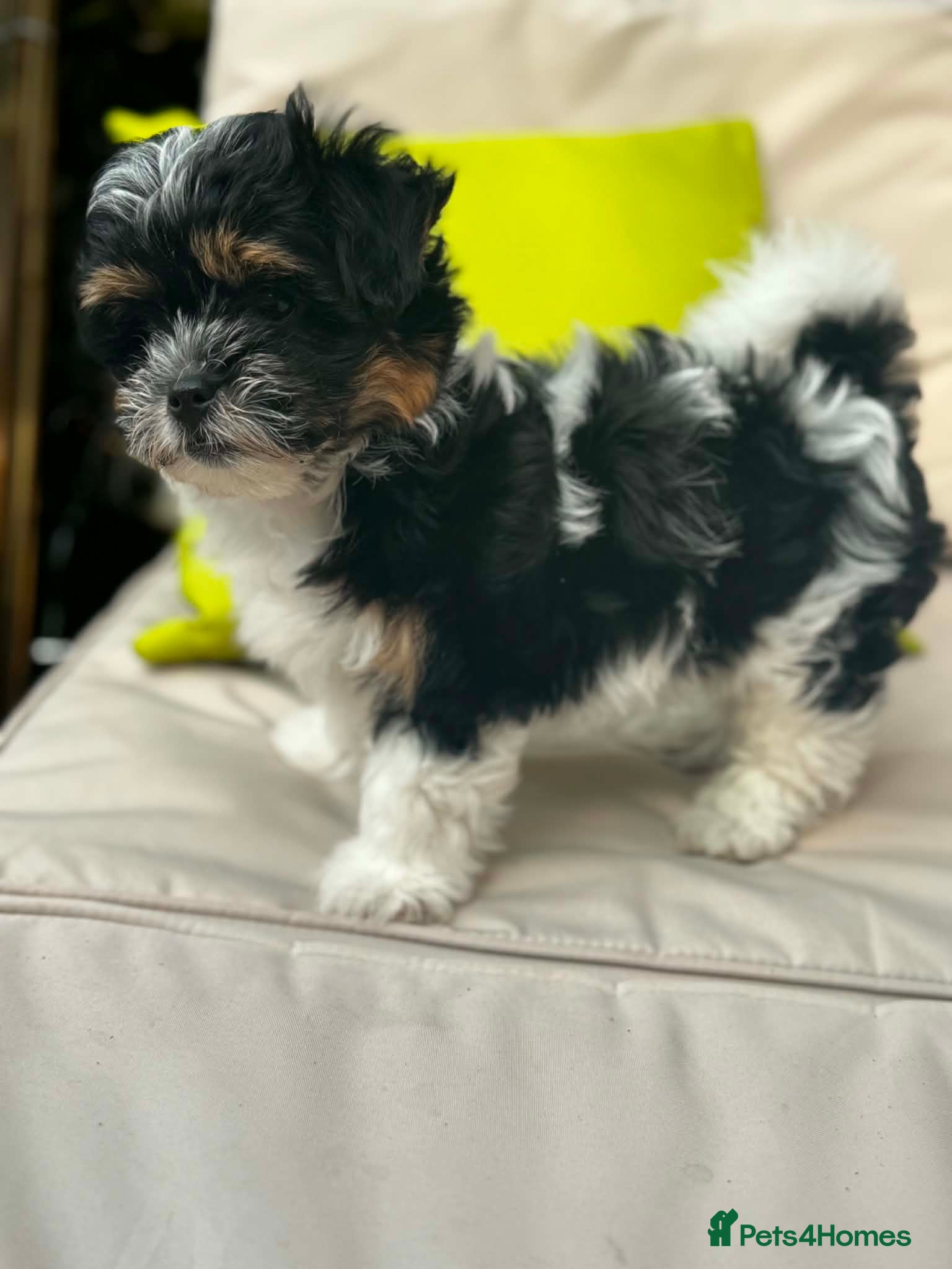 Malshi dogs Little puppy for sale  - Advert 1