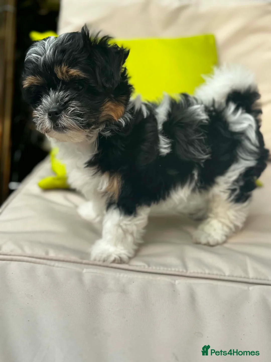 Malshi dogs for sale: Little puppy for sale  in Wellingborough - Advert 1