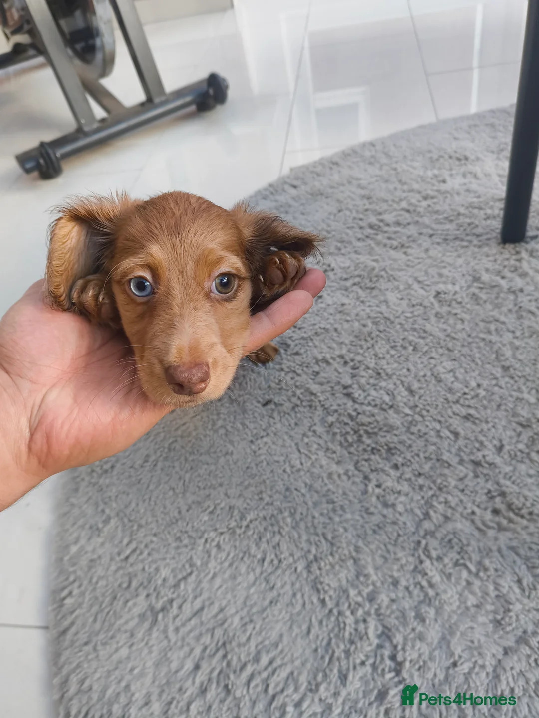 Dachshund dogs for sale: Long haired daschaunds  - Advert 8