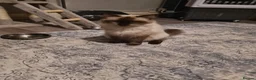Ragdoll cats for sale: Ragdoll kittens  - Advert 2