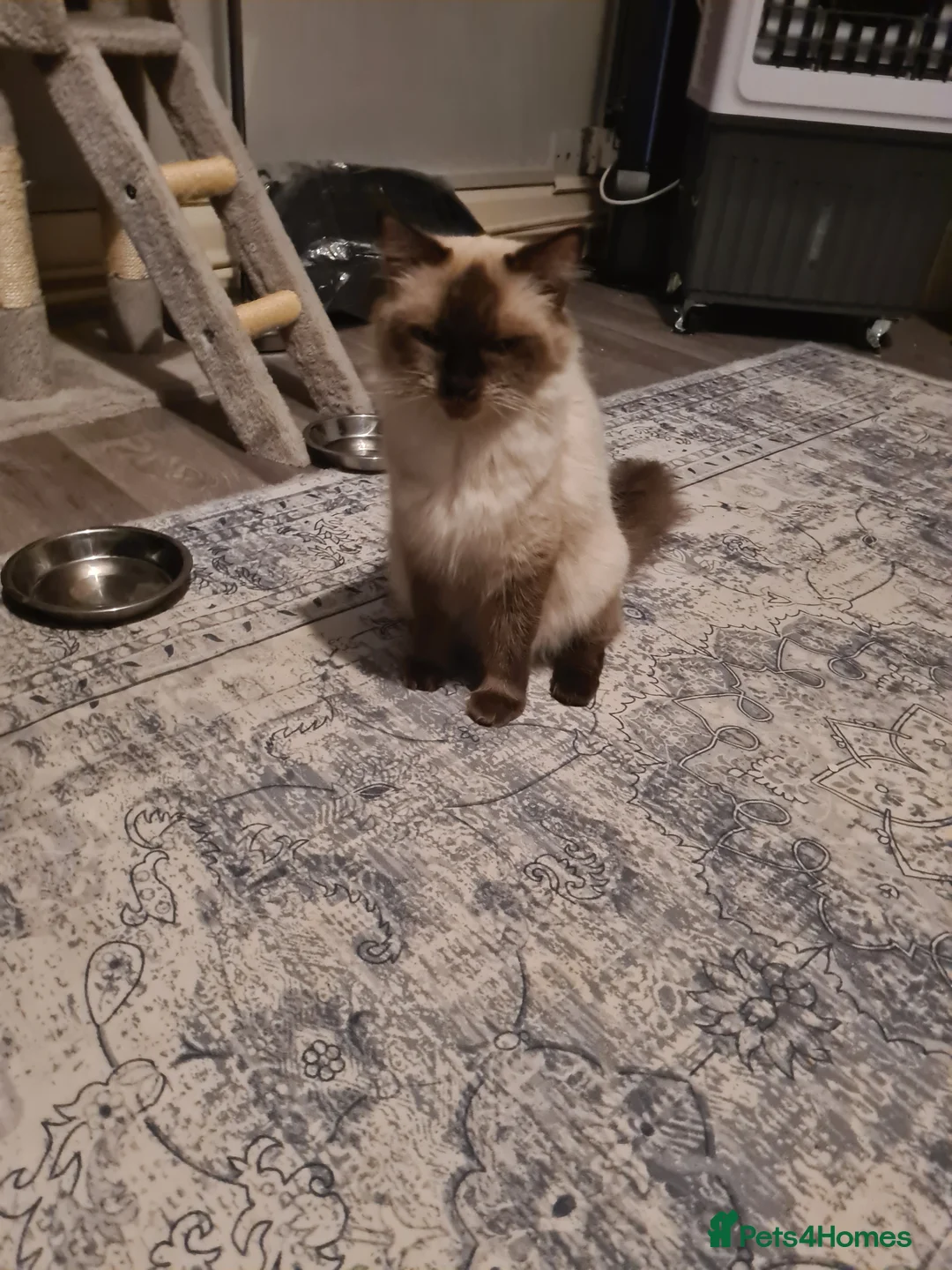Ragdoll cats for sale: Ragdoll kittens  - Advert 2