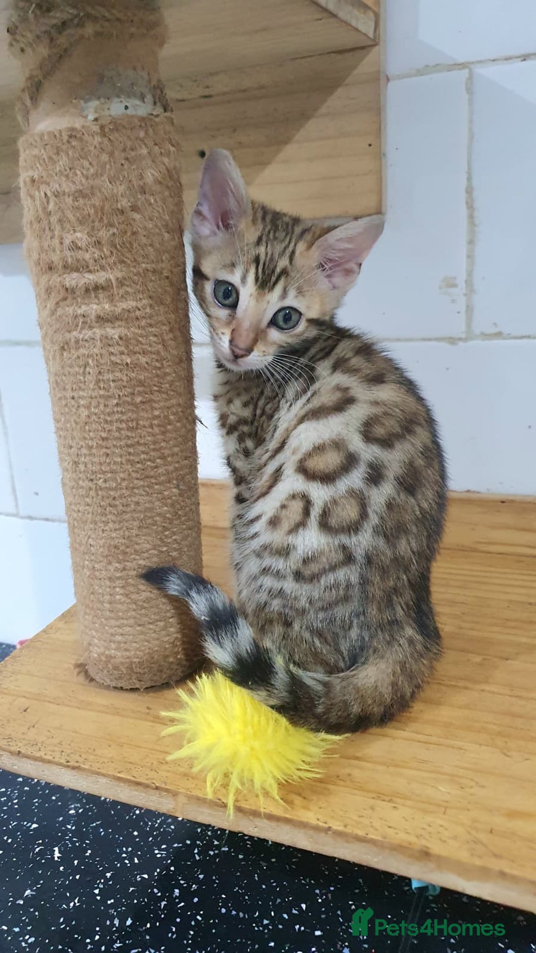 Bengal cats for sale: 🔥✨Pedigree TICA-Registered Bengals - Advert 7