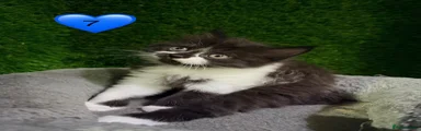 Mixed Breed 7